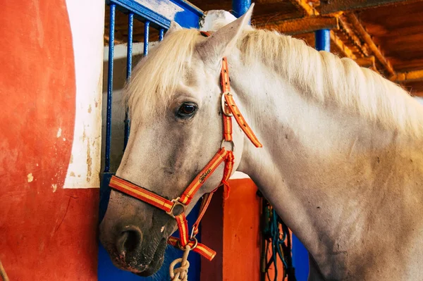 Seville Spain September 2021 Unidentified Spanish People Tending Horses Hacienda — Stock Photo, Image