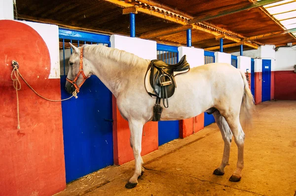 Sevilha Espanha Setembro 2021 Espanhol Não Identificado Cuidando Cavalos Uma — Fotografia de Stock