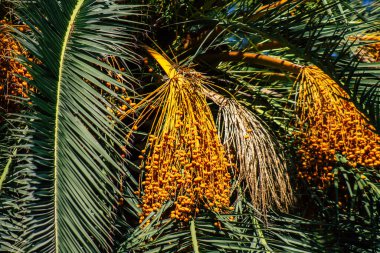 Seville İspanya 22 Eylül 2021 Sevilla şehri, sembolik şehir ve Endülüs Bölgesi 'nin başkenti, İspanya' nın güneyinde.