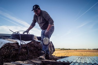 Carmona, İspanya, 13 Kasım 2025 İspanya 'nın Carmona köyü yakınlarındaki İspanyol çiftliğinde çalışan çiftçi..