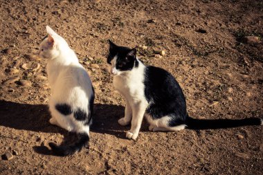 Carmona, İspanya, 13 Kasım 2025 İspanya 'nın Carmona köyü yakınlarındaki bir çiftlikte yaşayan kediler..