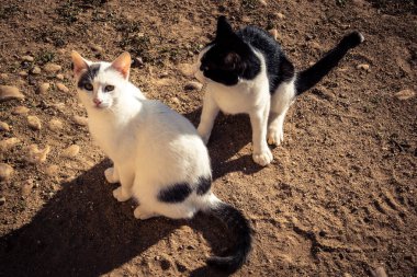 Carmona, İspanya, 13 Kasım 2025 İspanya 'nın Carmona köyü yakınlarındaki bir çiftlikte yaşayan kediler..