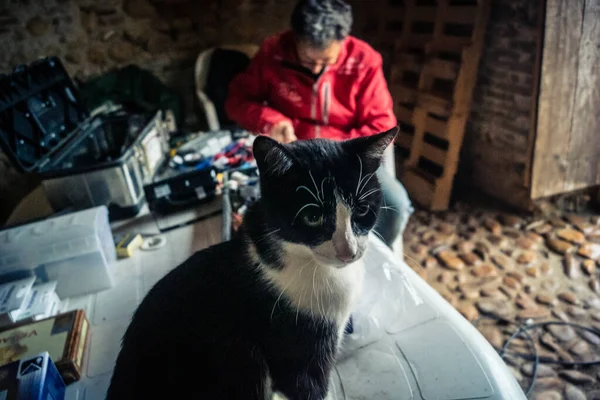 Carmona, İspanya, 13 Kasım 2025 İspanya 'nın Carmona köyü yakınlarındaki bir çiftlikte yaşayan kediler..