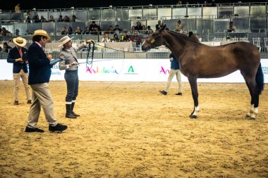 Seville, İspanya, 18 Kasım 2025 Uluslararası At Gösterisi, SICAB, Sevilla. 350 'den fazla üreticisi olan İspanyol atları dünyanın en büyük sergisi..