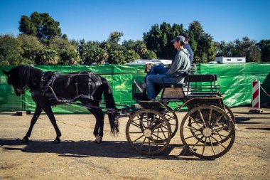 Seville, İspanya, 18 Kasım 2025 Horse Sevilla 'daki Uluslararası At Gösterisi' nde fayton sürüyor. 350 'den fazla üreticisi olan İspanyol atları dünyanın en büyük sergisi..