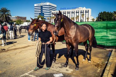 Seville, İspanya, 18 Kasım 2025 Sahibi ve atı Sevilla 'daki Uluslararası At Gösterisi' nde. 350 'den fazla üreticisi olan İspanyol atları dünyanın en büyük sergisi..