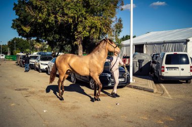 Seville, İspanya, 20 Kasım 2025 Rider ve at Sevilla 'daki Uluslararası At Gösterisi' nde. 350 'den fazla üreticisi olan İspanyol atları dünyanın en büyük sergisi..