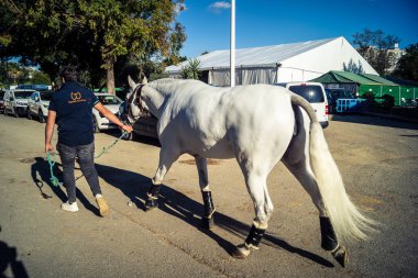 Seville, İspanya, 20 Kasım 2025 Rider ve at Sevilla 'daki Uluslararası At Gösterisi' nde. 350 'den fazla üreticisi olan İspanyol atları dünyanın en büyük sergisi..