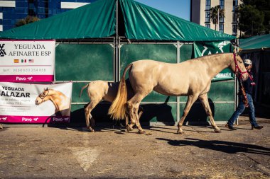 Seville, İspanya, 20 Kasım 2025 Rider ve at Sevilla 'daki Uluslararası At Gösterisi' nde. 350 'den fazla üreticisi olan İspanyol atları dünyanın en büyük sergisi..