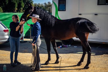 Seville, İspanya, 20 Kasım 2025 Rider ve at Sevilla 'daki Uluslararası At Gösterisi' nde. 350 'den fazla üreticisi olan İspanyol atları dünyanın en büyük sergisi..