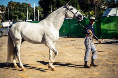 Seville, İspanya, 20 Kasım 2025 Rider ve at Sevilla 'daki Uluslararası At Gösterisi' nde. 350 'den fazla üreticisi olan İspanyol atları dünyanın en büyük sergisi..