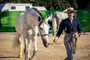 Seville, İspanya, 20 Kasım 2025 Rider ve at Sevilla 'daki Uluslararası At Gösterisi' nde. 350 'den fazla üreticisi olan İspanyol atları dünyanın en büyük sergisi..