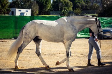 Seville, İspanya, 20 Kasım 2025 Rider ve at Sevilla 'daki Uluslararası At Gösterisi' nde. 350 'den fazla üreticisi olan İspanyol atları dünyanın en büyük sergisi..