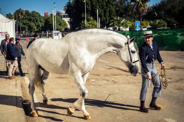 Seville, İspanya, 20 Kasım 2025 Rider ve at Sevilla 'daki Uluslararası At Gösterisi' nde. 350 'den fazla üreticisi olan İspanyol atları dünyanın en büyük sergisi..