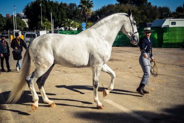 Seville, İspanya, 20 Kasım 2025 Rider ve at Sevilla 'daki Uluslararası At Gösterisi' nde. 350 'den fazla üreticisi olan İspanyol atları dünyanın en büyük sergisi..