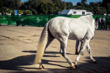 Seville, İspanya, 20 Kasım 2025 Rider ve at Sevilla 'daki Uluslararası At Gösterisi' nde. 350 'den fazla üreticisi olan İspanyol atları dünyanın en büyük sergisi..