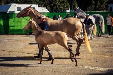 Seville, İspanya, 20 Kasım 2025 Rider ve at Sevilla 'daki Uluslararası At Gösterisi' nde. 350 'den fazla üreticisi olan İspanyol atları dünyanın en büyük sergisi..