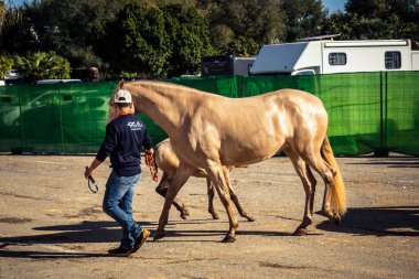 Seville, İspanya, 20 Kasım 2025 Rider ve at Sevilla 'daki Uluslararası At Gösterisi' nde. 350 'den fazla üreticisi olan İspanyol atları dünyanın en büyük sergisi..