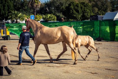Seville, İspanya, 20 Kasım 2025 Rider ve at Sevilla 'daki Uluslararası At Gösterisi' nde. 350 'den fazla üreticisi olan İspanyol atları dünyanın en büyük sergisi..