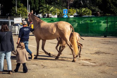 Seville, İspanya, 20 Kasım 2025 Rider ve at Sevilla 'daki Uluslararası At Gösterisi' nde. 350 'den fazla üreticisi olan İspanyol atları dünyanın en büyük sergisi..
