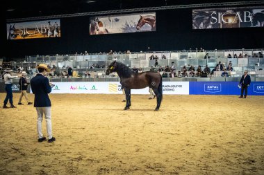 Seville, İspanya, 20 Kasım 2025 Uluslararası At Gösterisi, SICAB, Sevilla. 350 'den fazla üreticisi olan İspanyol atları dünyanın en büyük sergisi..