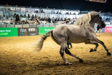 Seville, İspanya, 20 Kasım 2025 Uluslararası At Gösterisi, SICAB, Sevilla. 350 'den fazla üreticisi olan İspanyol atları dünyanın en büyük sergisi..