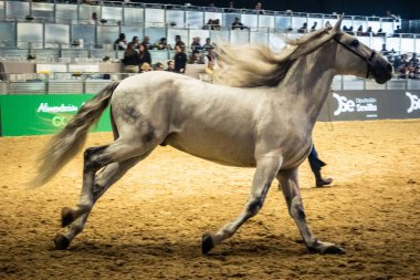 Seville, İspanya, 20 Kasım 2025 Uluslararası At Gösterisi, SICAB, Sevilla. 350 'den fazla üreticisi olan İspanyol atları dünyanın en büyük sergisi..
