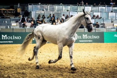 Seville, İspanya, 20 Kasım 2025 Uluslararası At Gösterisi, SICAB, Sevilla. 350 'den fazla üreticisi olan İspanyol atları dünyanın en büyük sergisi..