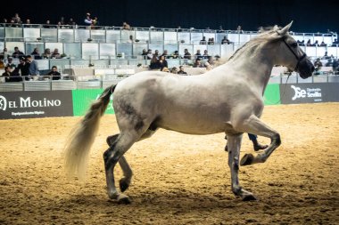 Seville, İspanya, 20 Kasım 2025 Uluslararası At Gösterisi, SICAB, Sevilla. 350 'den fazla üreticisi olan İspanyol atları dünyanın en büyük sergisi..
