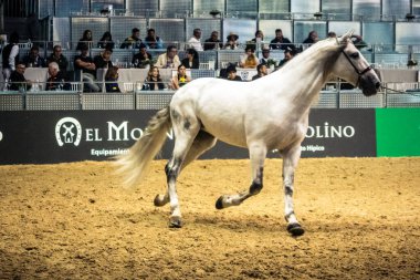Seville, İspanya, 20 Kasım 2025 Uluslararası At Gösterisi, SICAB, Sevilla. 350 'den fazla üreticisi olan İspanyol atları dünyanın en büyük sergisi..