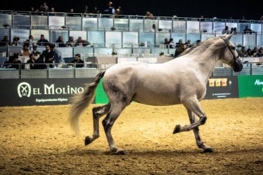 Seville, İspanya, 20 Kasım 2025 Uluslararası At Gösterisi, SICAB, Sevilla. 350 'den fazla üreticisi olan İspanyol atları dünyanın en büyük sergisi..