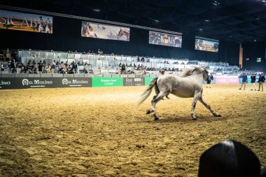 Seville, İspanya, 20 Kasım 2025 Uluslararası At Gösterisi, SICAB, Sevilla. 350 'den fazla üreticisi olan İspanyol atları dünyanın en büyük sergisi..
