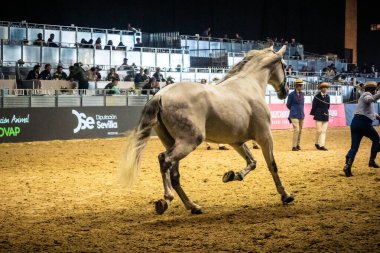 Seville, İspanya, 20 Kasım 2025 Uluslararası At Gösterisi, SICAB, Sevilla. 350 'den fazla üreticisi olan İspanyol atları dünyanın en büyük sergisi..
