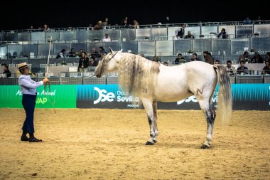 Seville, İspanya, 20 Kasım 2025 Uluslararası At Gösterisi, SICAB, Sevilla. 350 'den fazla üreticisi olan İspanyol atları dünyanın en büyük sergisi..