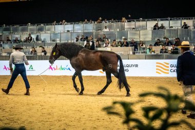 Seville, İspanya, 20 Kasım 2025 Uluslararası At Gösterisi, SICAB, Sevilla. 350 'den fazla üreticisi olan İspanyol atları dünyanın en büyük sergisi..