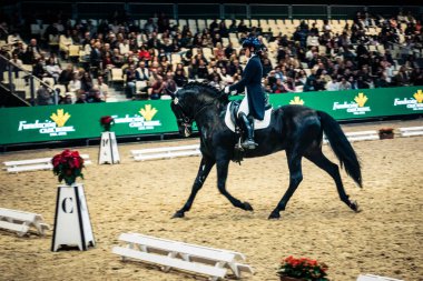 Seville, İspanya, 20 Kasım 2025. Sevilla 'daki Uluslararası At Fuarı, SICAB' de yarışma. 350 'den fazla üreticisi olan İspanyol atları dünyanın en büyük sergisi..