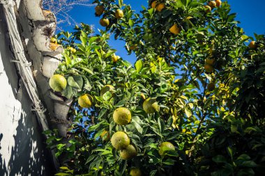 Seville, İspanya, 22 Kasım 2025 Seville, dünyada portakal üreten ilk şehirdir. Bu, ziyan olmuş portakalları kurtarmayı ve meyvelerin fermantasyonuyla elektrik üretmeyi içeriyor..