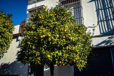 Seville, İspanya, 22 Kasım 2025 Seville, dünyada portakal üreten ilk şehirdir. Bu, ziyan olmuş portakalları kurtarmayı ve meyvelerin fermantasyonuyla elektrik üretmeyi içeriyor..