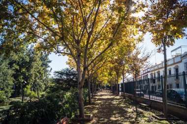 Carmona, İspanya, 3 Aralık 2025 Garden ve İspanya 'nın güneyindeki Carmona' da bir caddede. Ağaçlar sonbaharın renklerini alıyor.