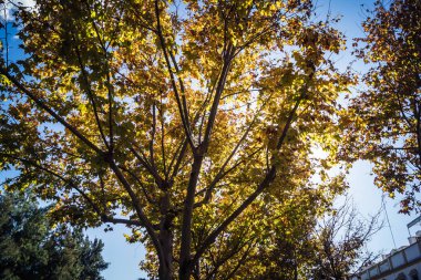 Carmona, İspanya, 3 Aralık 2025 Garden ve İspanya 'nın güneyindeki Carmona' da bir caddede. Ağaçlar sonbaharın renklerini alıyor.