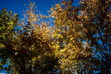 Carmona, İspanya, 3 Aralık 2025 Garden ve İspanya 'nın güneyindeki Carmona' da bir caddede. Ağaçlar sonbaharın renklerini alıyor.