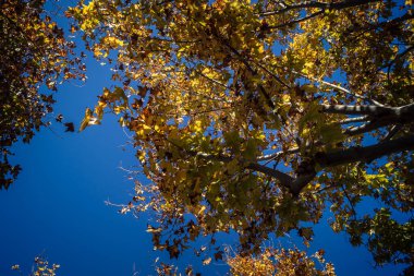 Carmona, İspanya, 3 Aralık 2025 Garden ve İspanya 'nın güneyindeki Carmona' da bir caddede. Ağaçlar sonbaharın renklerini alıyor.