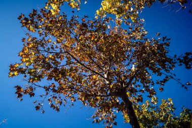 Carmona, İspanya, 3 Aralık 2025 Garden ve İspanya 'nın güneyindeki Carmona' da bir caddede. Ağaçlar sonbaharın renklerini alıyor.