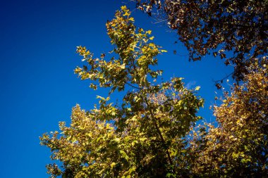 Carmona, İspanya, 3 Aralık 2025 Garden ve İspanya 'nın güneyindeki Carmona' da bir caddede. Ağaçlar sonbaharın renklerini alıyor.