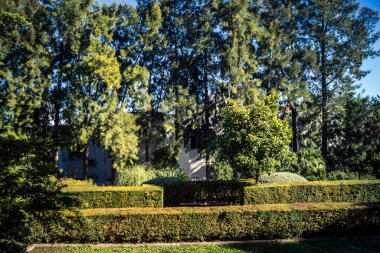 Carmona, İspanya, 3 Aralık 2025 Garden ve İspanya 'nın güneyindeki Carmona' da bir caddede. Ağaçlar sonbaharın renklerini alıyor.