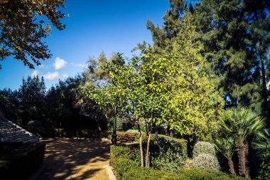 Carmona, İspanya, 3 Aralık 2025 Garden ve İspanya 'nın güneyindeki Carmona' da bir caddede. Ağaçlar sonbaharın renklerini alıyor.