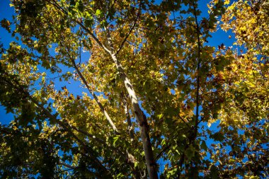 Carmona, İspanya, 3 Aralık 2025 Garden ve İspanya 'nın güneyindeki Carmona' da bir caddede. Ağaçlar sonbaharın renklerini alıyor.