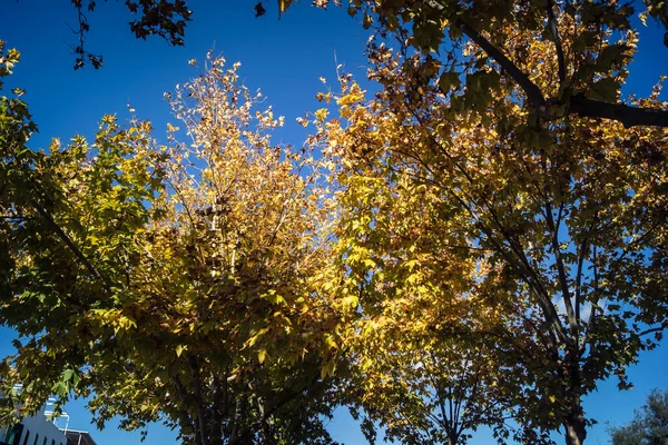 Carmona, İspanya, 3 Aralık 2025 Garden ve İspanya 'nın güneyindeki Carmona' da bir caddede. Ağaçlar sonbaharın renklerini alıyor.