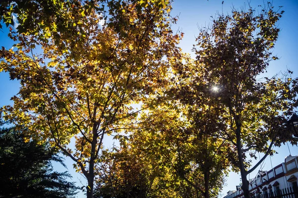 Carmona, İspanya, 3 Aralık 2025 Garden ve İspanya 'nın güneyindeki Carmona' da bir caddede. Ağaçlar sonbaharın renklerini alıyor.