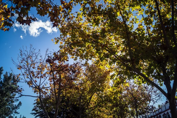 Carmona, İspanya, 3 Aralık 2025 Garden ve İspanya 'nın güneyindeki Carmona' da bir caddede. Ağaçlar sonbaharın renklerini alıyor.